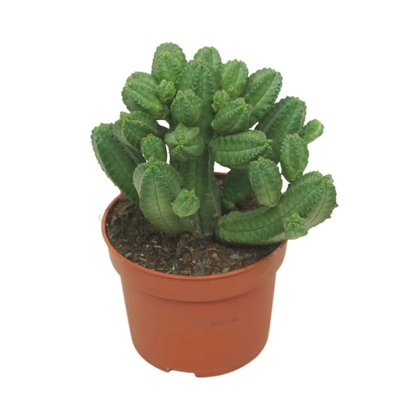 Euphorbia tubiglance