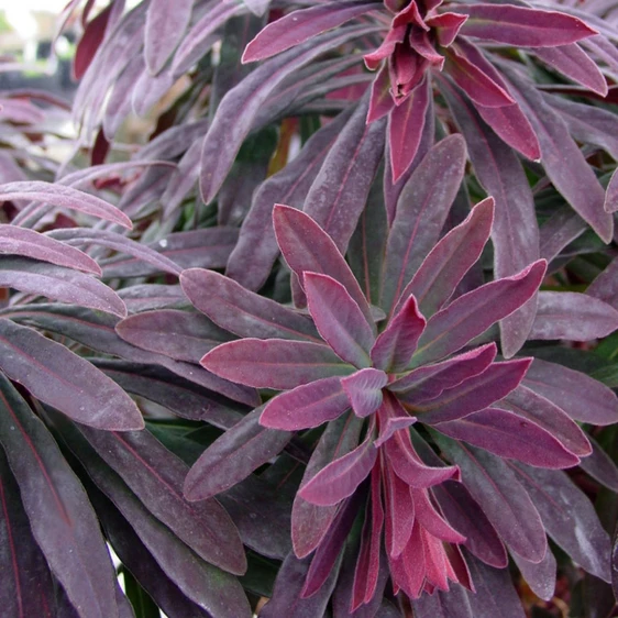 Euphorbia × martinii 'Walberton's Ruby Glow' - image 1