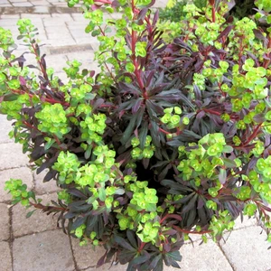 Euphorbia × martinii 'Walberton's Ruby Glow' - image 2