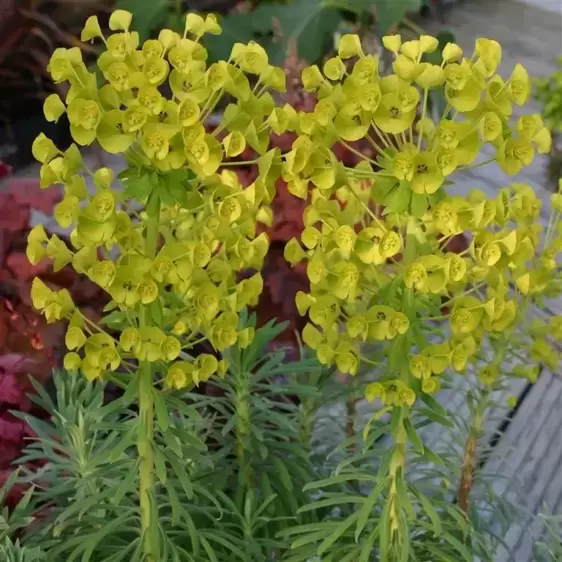 Euphorbia characias subsp. wulfenii 1L