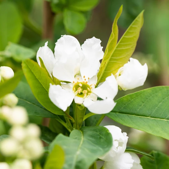 Exochorda racemosa 'Blushing Pearl' - image 1