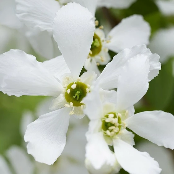 Exochorda racemosa 'Blushing Pearl' - image 2