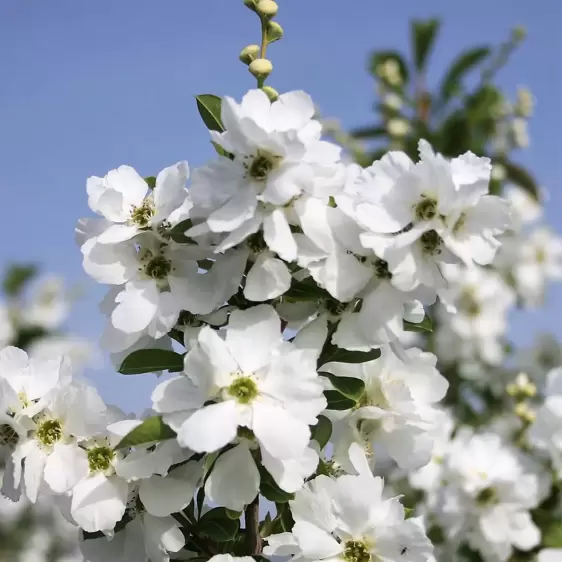 Exochorda 'Magical Springtime' - image 1