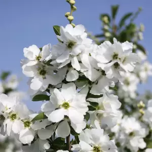 Exochorda 'Magical Springtime' - image 1