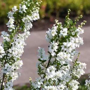 Exochorda 'Magical Springtime' - image 2