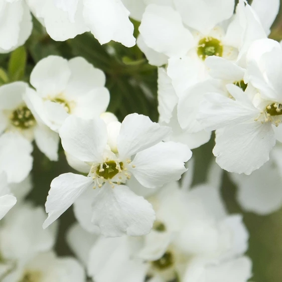 Exochorda 'Magical Springtime' - image 3