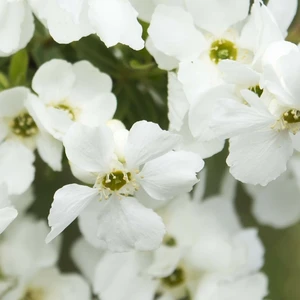 Exochorda 'Magical Springtime' - image 3