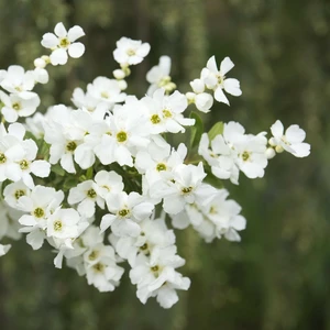 Exochorda 'Magical Springtime' - image 4