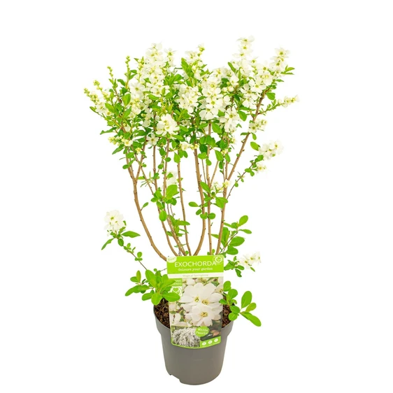 Exochorda 'Magical Springtime' - image 5