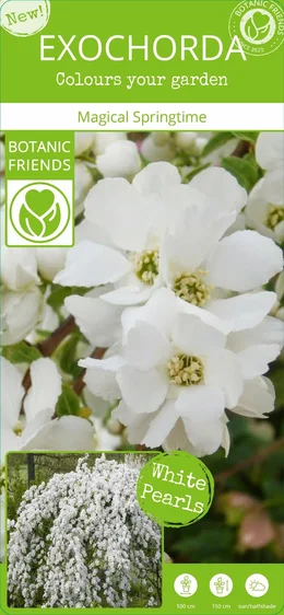 Exochorda 'Magical Springtime' - image 6