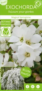 Exochorda 'Magical Springtime' - image 6