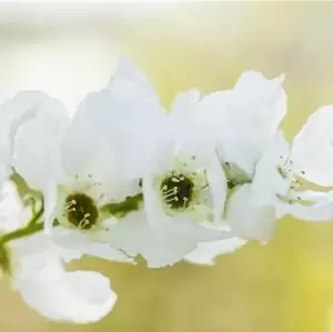 Exochorda 'Niagara' - image 3