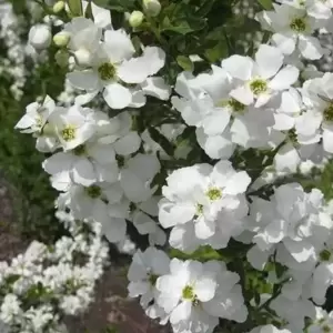 Exochorda 'Niagara' - image 2