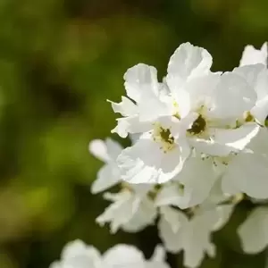 Exochorda 'Niagara' - image 4