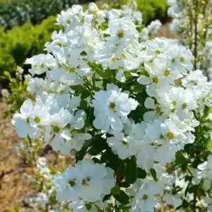 Exochorda 'Niagara' - image 5