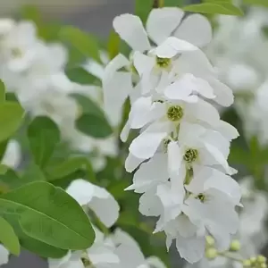 Exochorda 'Niagara' - image 6