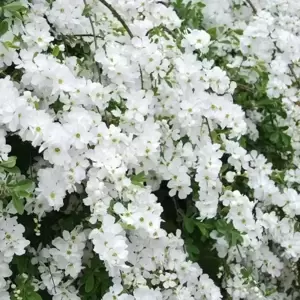 Exochorda 'Niagara' - image 1