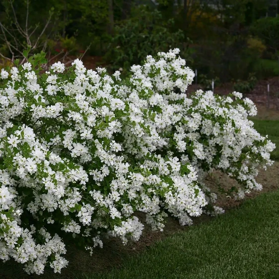 Exochorda 'Snow Day Blizzard' - image 3