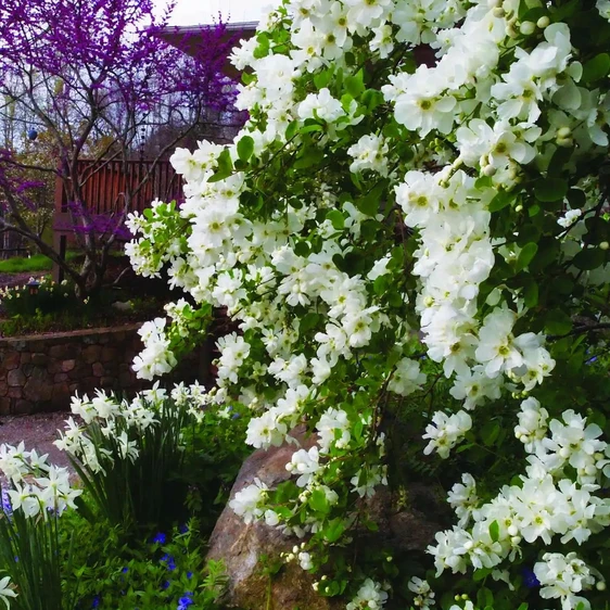Exochorda 'Snow Day Blizzard' - image 4