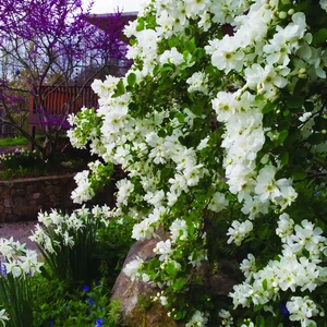 Exochorda 'Snow Day Blizzard' - image 4