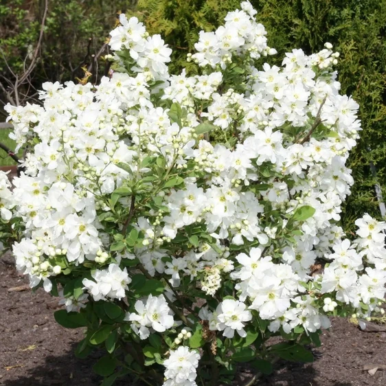 Exochorda 'Snow Day Blizzard' - image 2