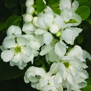 Exochorda 'Snow Day Blizzard' - image 5