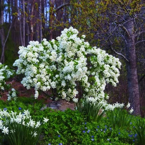 Exochorda 'Snow Day Blizzard'