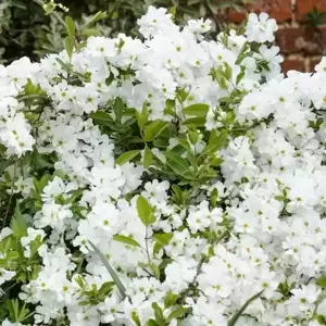 Exochorda x macrantha 'The Bride' 3L