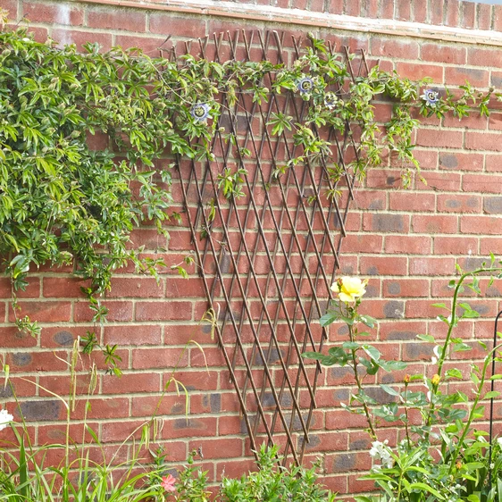 Expanding Willow Fan Trellis