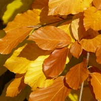 Fagus