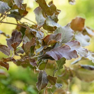 Fagus sylvatica 'Atropunicea' 600L (4 metres) - image 1