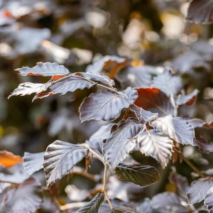 Fagus sylvatica 'Atropunicea' 600L (4 metres) - image 2