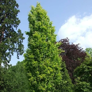 Picture - Minier Nurseries