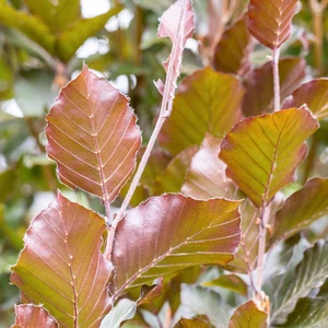 Fagus sylvatica 'Dawyck Purple'