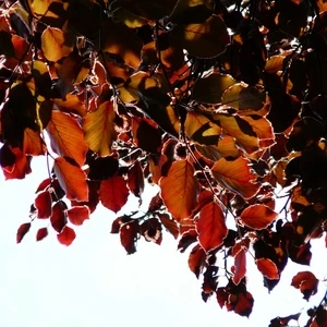 Fagus sylvatica 'Purpurea' 3L