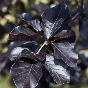 Fagus sylvatica 'Riversii'