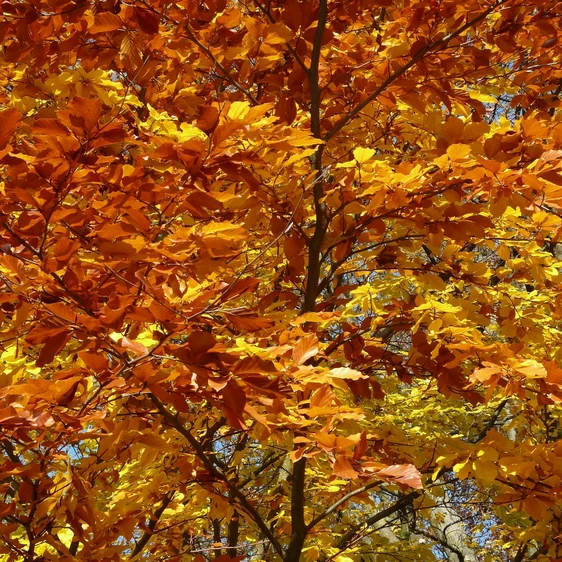 Fagus sylvatica 12L - image 1