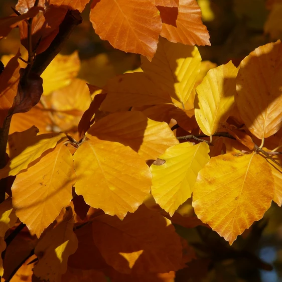 Fagus sylvatica 12L - image 2