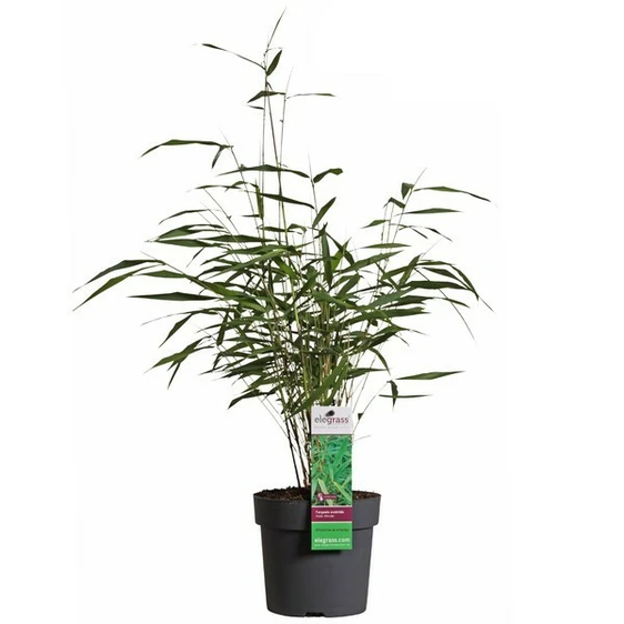 Fargesia scabrida 'Asian Wonder' 14cm - image 1