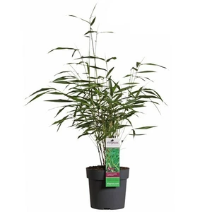 Fargesia scabrida 'Asian Wonder' 14cm - image 1