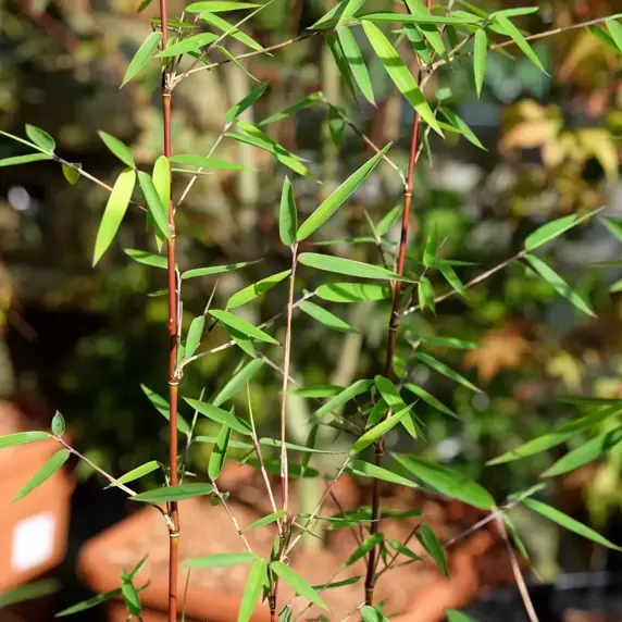 Fargesia 'Jiuzhaigou 1' - image 1