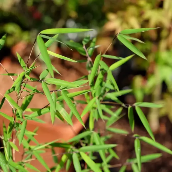 Fargesia nitida 'Jiuzhaigou Red Dragon' - image 2