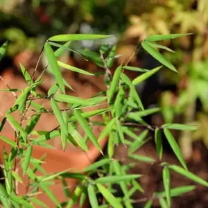 Fargesia nitida 'Jiuzhaigou Red Dragon' - image 2