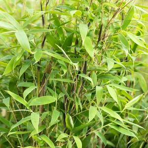 Fargesia murielae 'Maasai' - image 2