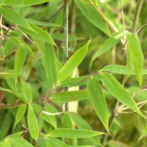 Fargesia murielae 'Maasai' - image 2