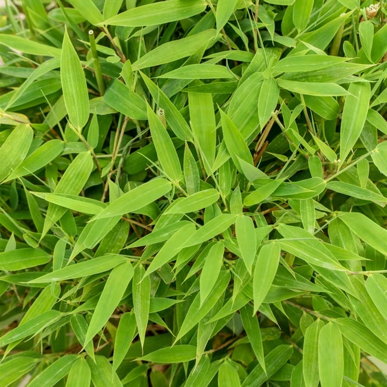 Fargesia murielae 'Moontears' - image 2