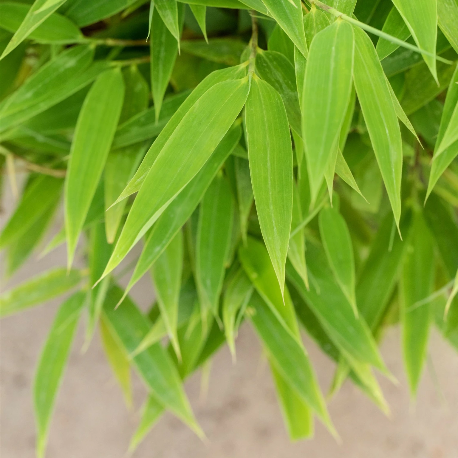 fagus paletten Fagus Pallets