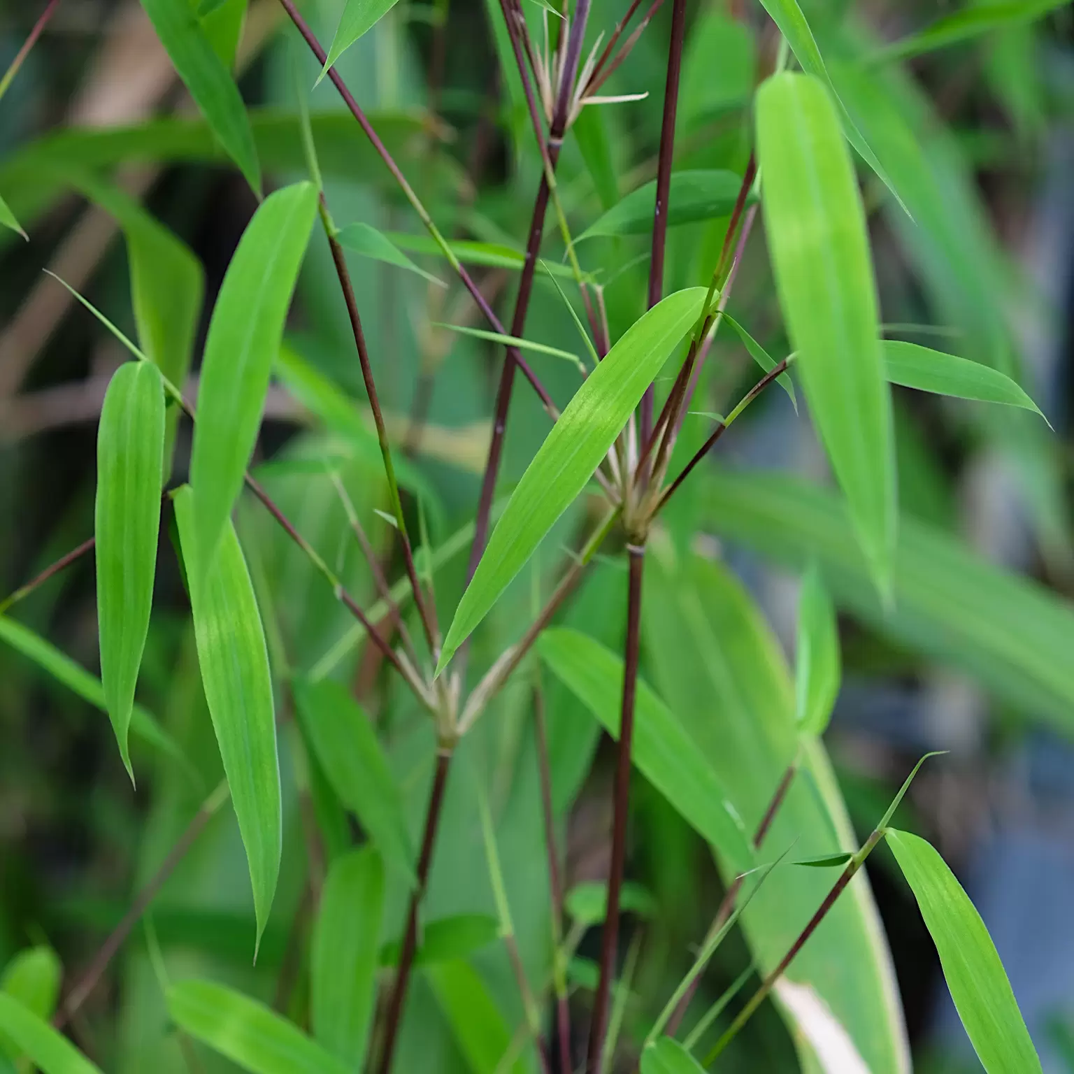 Fargesia nitida 'Obelisk' - Cowell's Garden Centre | Woolsington