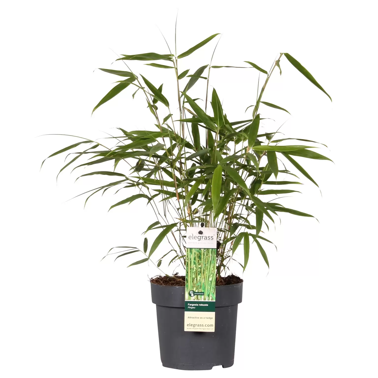 Fargesia robusta 'Pingwu' 14cm - Cowell's Garden Centre | Woolsington