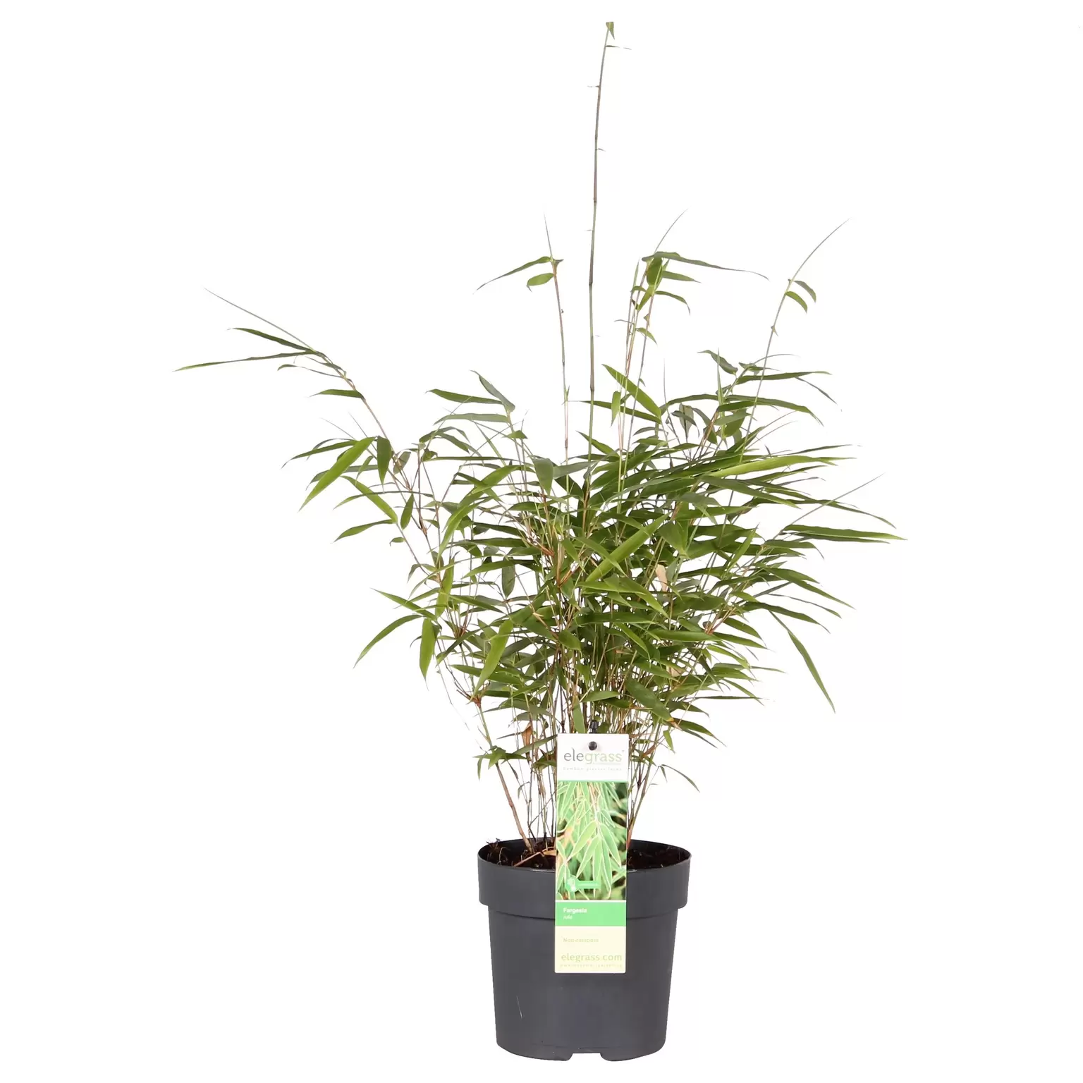 Fargesia rufa 14cm - Cowell's Garden Centre | Woolsington